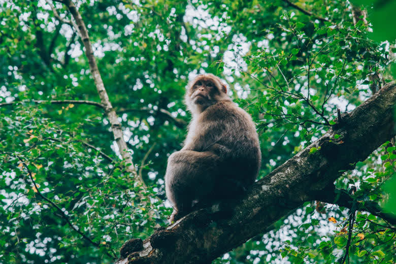 monkey forest