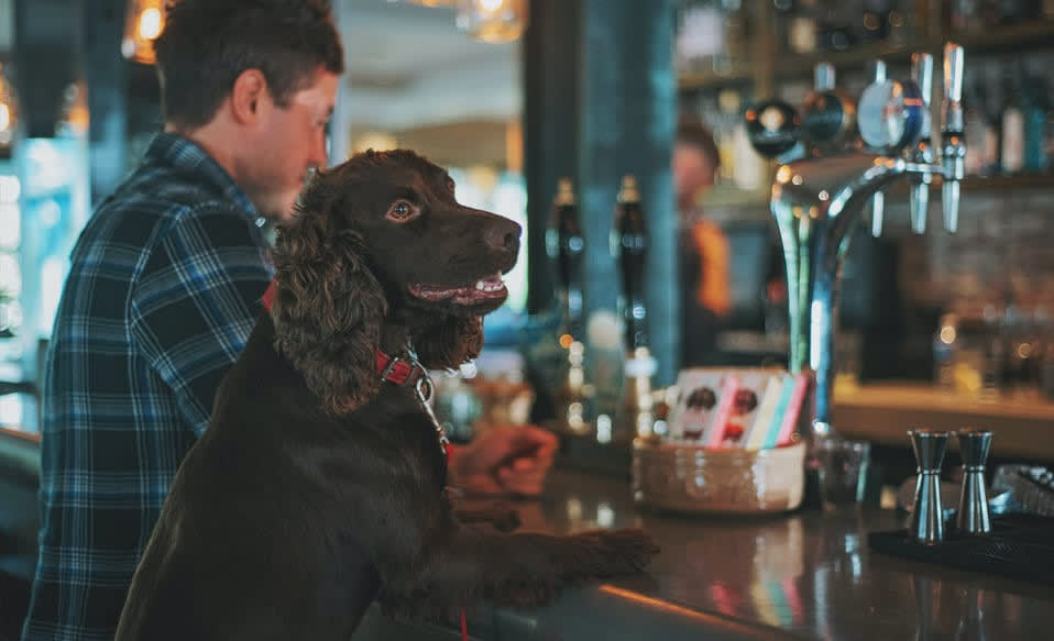 dog at bar