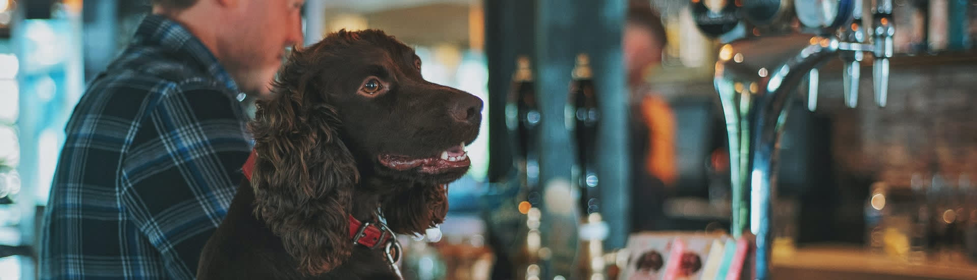 spaniel at bar