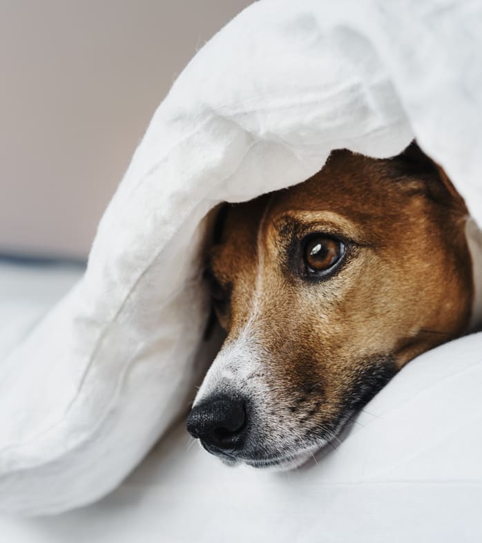 dog in bed