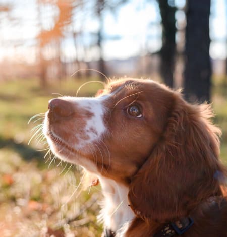 Dog Walk