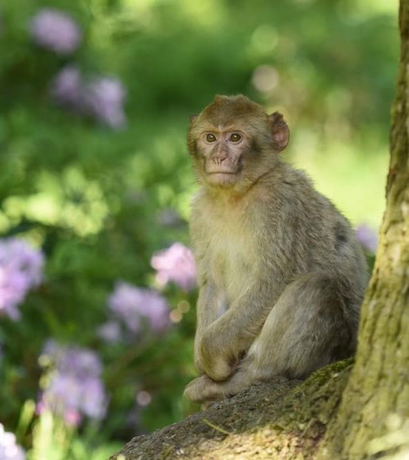 Monkey Forest
