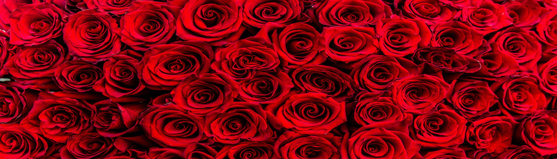 Red Roses